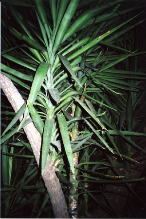 Foto in dettaglio della fotografia esposta: pianta