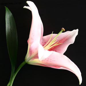 Foto dettaglio di fiore disegnato sul cubo