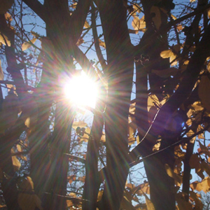 raggio di sole che sbuca da dietro un albero