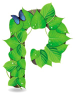 Immagine grafica di una lettera p avvolta da foglie verdi, su cui è posata una farfalla di colore blu