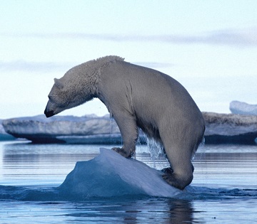 Orso polare su piccolo iceberg