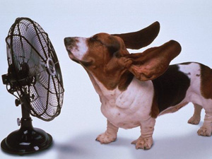Cane davanti al ventilatore