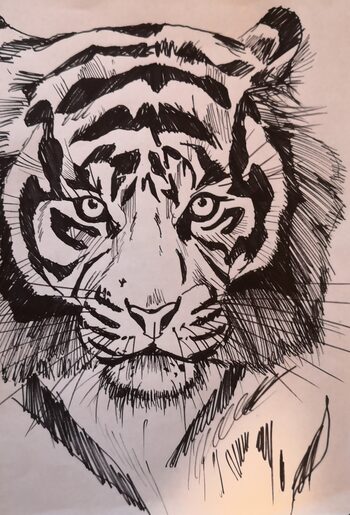 disegno a china raffigurante una tigre del progetto '33' di REVE